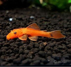 Ancistrus super red high grade