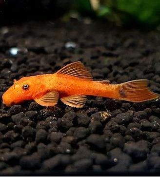 Ancistrus super red high grade