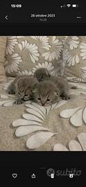 Gatti British shorthair