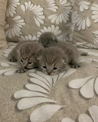 Gatti British shorthair
