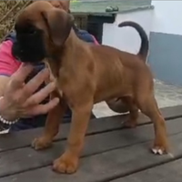 Cucciolo di boxer