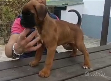 Cucciolo di boxer