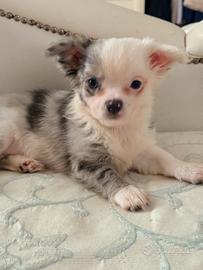 Cuccioli di chihuahua merle e non a pelo lungo e c