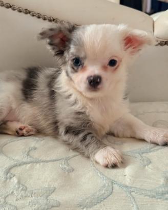 Cuccioli di chihuahua merle e non a pelo lungo e c