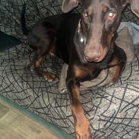 Cucciolo dobermann