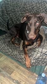 Cucciolo dobermann
