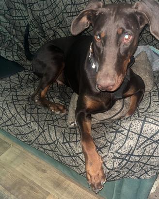 Cucciolo dobermann