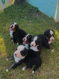 Cuccioli Bovaro del Bernese