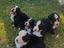 Immagine 1