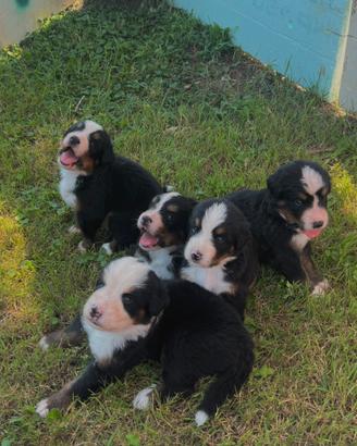Cuccioli Bovaro del Bernese