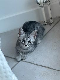 Gattini molto carini