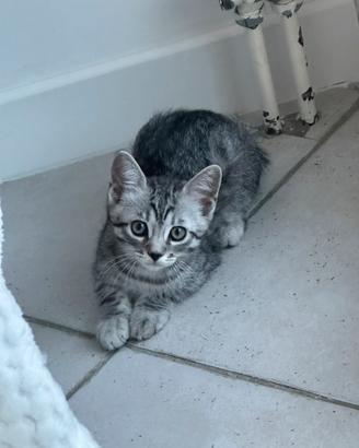 Gattini molto carini