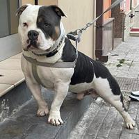 American Bully