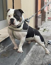 American Bully