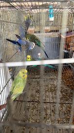 Cocorite