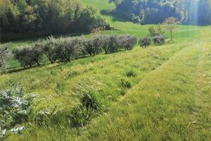 IN CER CA DI UNA TERRENO AGRICOLO? eccolo per te