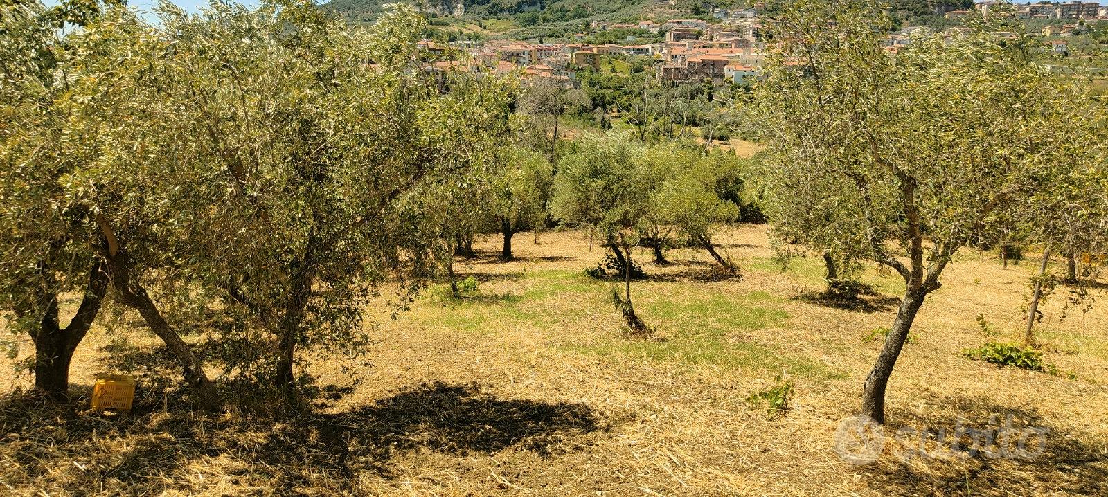 Terreno frutteto Salerno - Vista 5