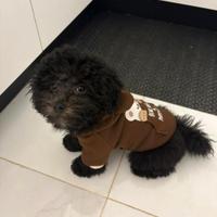 Vendita cucciolo barboncino