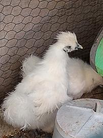 Galline moroseta bianche