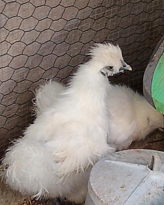 Galline moroseta bianche
