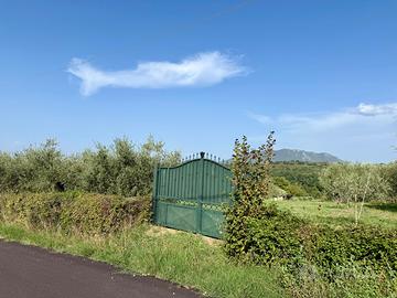 Terreno agricolo di 12000 mq con ulivi produttivi