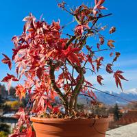 Bonsai acero palmato multitronco