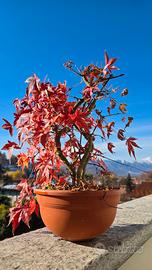 Bonsai acero palmato multitronco