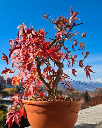 Bonsai acero palmato multitronco