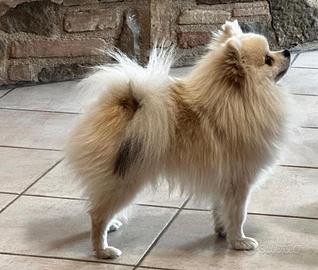 Cuccioli di volpino Spitz