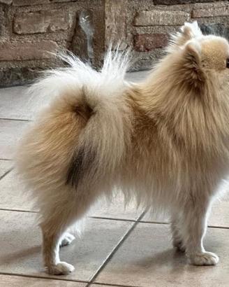 Cuccioli di volpino Spitz