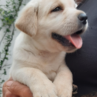 Labrador retriever