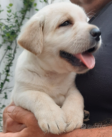 Labrador retriever