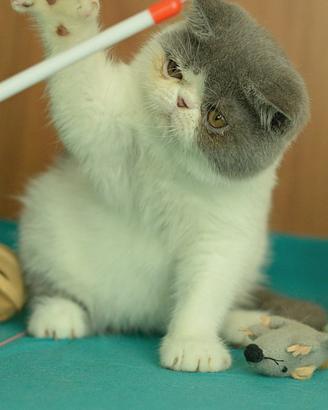 Cucciolo Blu e bianco di gatti Exotic Shorthair