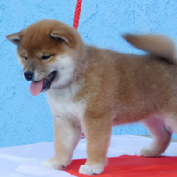 Cuccioli Shiba Inu massima serietà