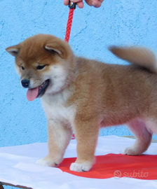 Cuccioli Shiba Inu massima serietà