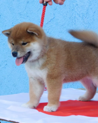 Cuccioli Shiba Inu massima serietà