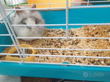 Coniglietto nano ariete