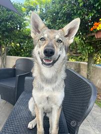 Cane Cecoslovacco Femmina