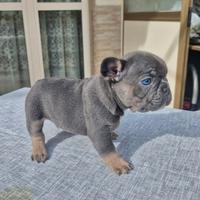 Cuccioli bulldog francese