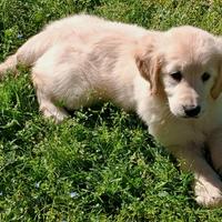 Golden retriever anglo americano pedigree enci