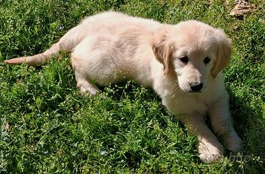 Golden retriever anglo americano pedigree enci