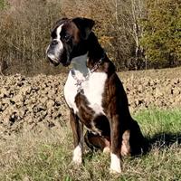 Boxer maschio per monte di accoppiamento