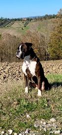 Boxer maschio per monte di accoppiamento