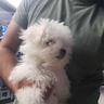 cucciola-maltese-toy-coreana-femmina