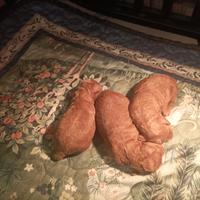 Barboncini Toy e Nani Red fulvo pedigree enci