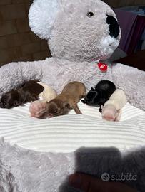Cuccioli di Chihuahua con Pedigree ENCI/FCI