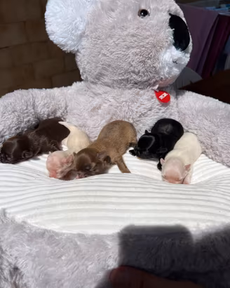 Cuccioli di Chihuahua con Pedigree ENCI/FCI