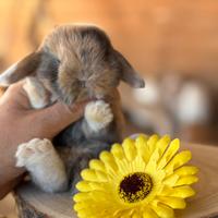 Conigli ariete nano Minilop