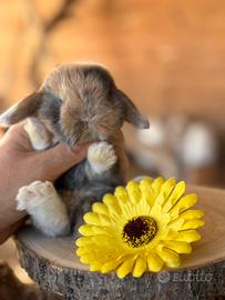 Conigli ariete nano Minilop