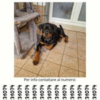 Cucciola di ROTTWEILER